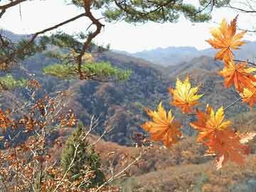 伯克希爾股票代碼深度解析與未來前景展望